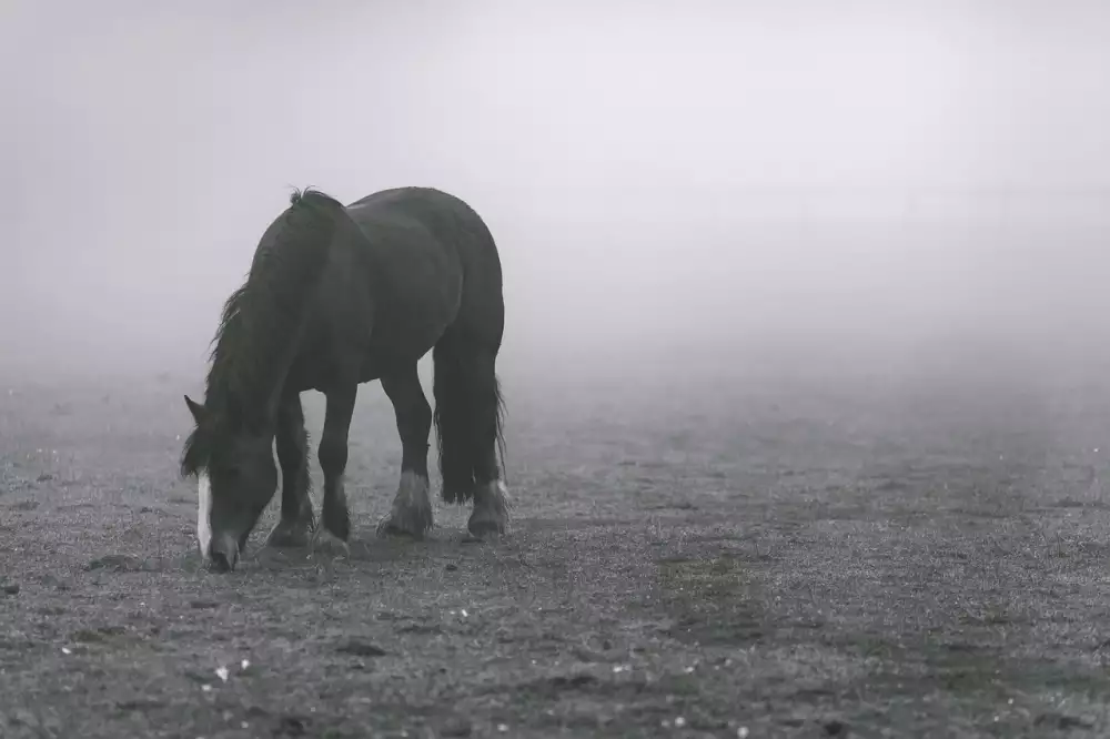 Black Horse Liberec